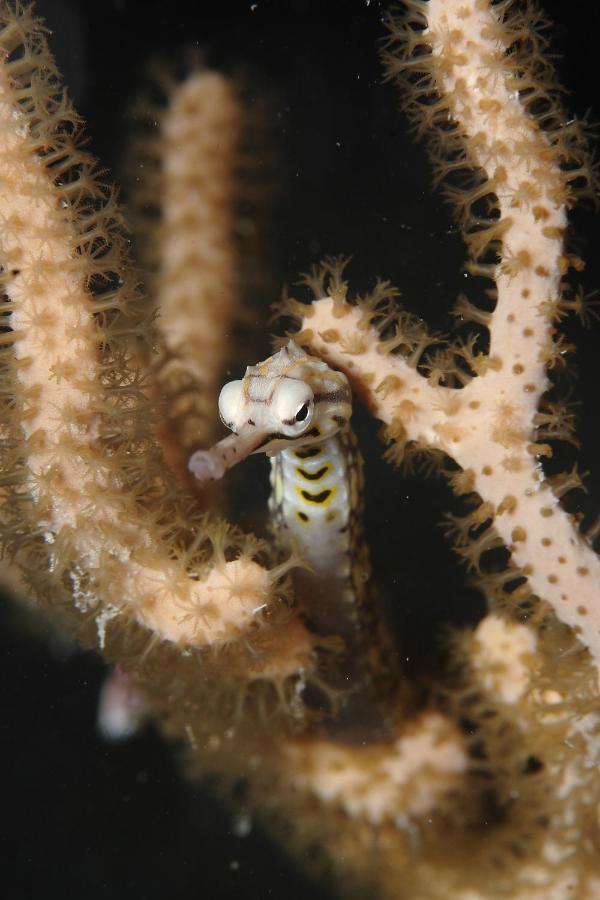 Araya Dive Resort Togean Bomba Luaran gambar